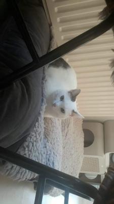 Bar à chats et retour