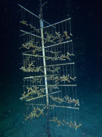 Plongée Buddy's Reef, Kralendijk - Bonaire — photo 2