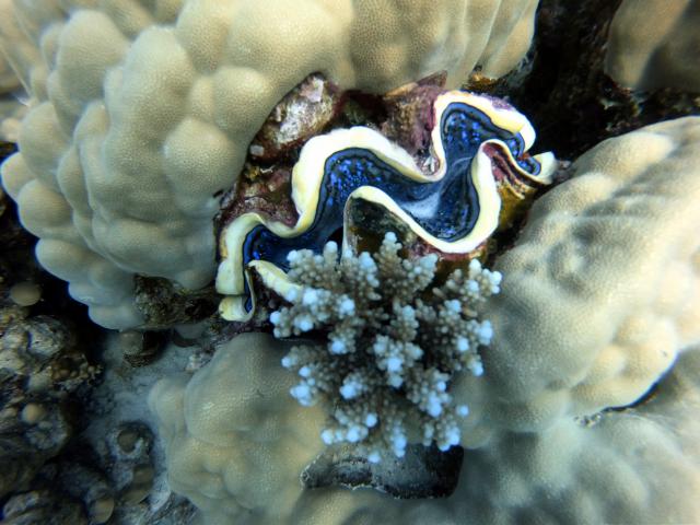 Plongée Sataya reef Dolphin house, Red Sea Governorate - Égypte — photo 4