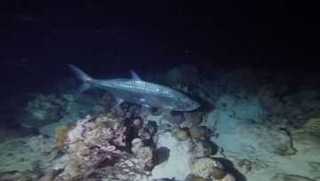 Plongée Bari's Reef, Kralendijk - Bonaire — photo 3