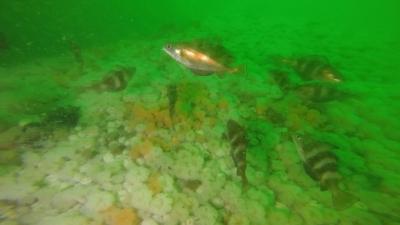 Plongée Foudroyant, Dunkerque - France — photo 3