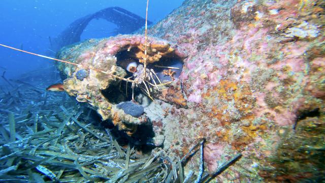 Plongée Espingole, Cavalaire-sur-Mer - France — photo 3
