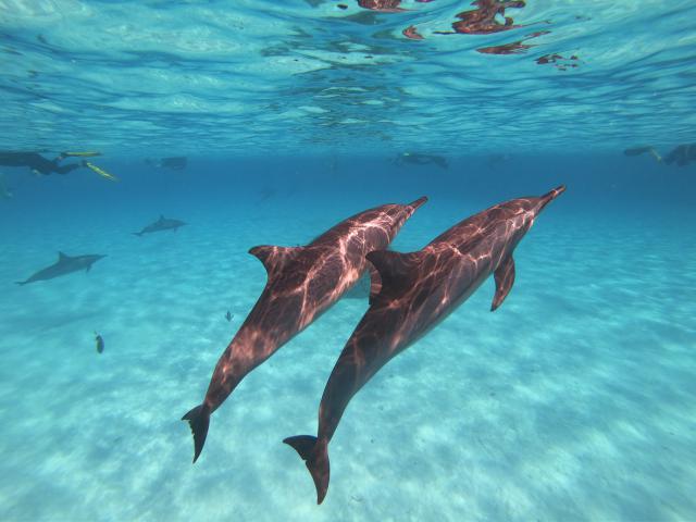 Plongée Sataya reef Dolphin house, Red Sea Governorate - Égypte — photo 2