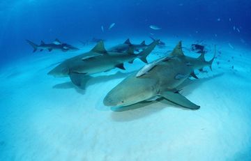 Objectif 2017 : le bal des requins en vrai ! — photo 3