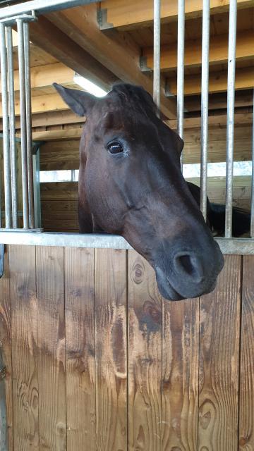 J5 - Cuisine et Poney