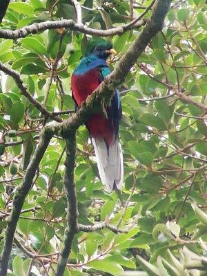 Jour 7 : Journée dans le parc national de Monteverde