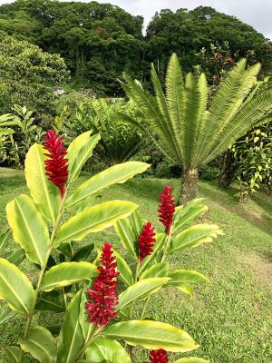 Le jardin de Balata, Fort-de-France - Martinique — photo 4