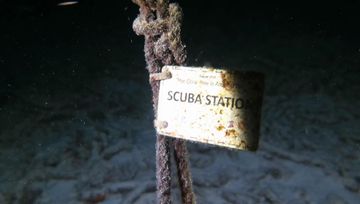 Plongée Buddy's Reef, Kralendijk - Bonaire — photo 4