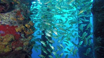 Plongée Salt Pier, Kralendijk - Bonaire — photo 5