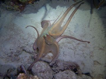 Plongée Bari's Reef, Kralendijk - Bonaire — photo 2