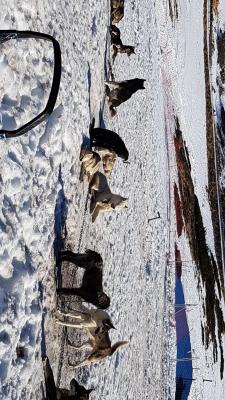 J5 - Chien de traîneau , Chastreix - France — photo 4