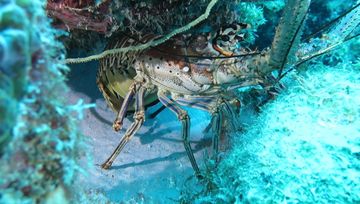 Plongée Bachelor's Beach, Kralendijk - Bonaire — photo 5
