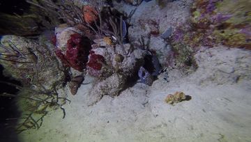 Plongée Bari's Reef, Kralendijk - Bonaire — photo 5
