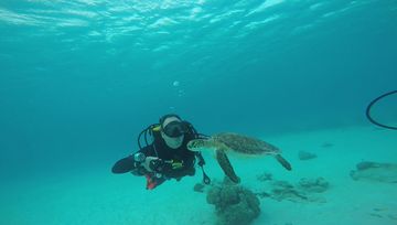 Plongée Salt Pier, Kralendijk - Bonaire — photo 4