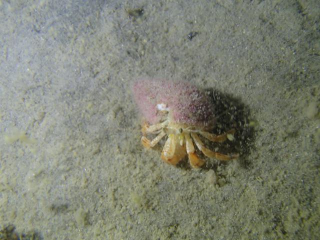 Plongée Clan Macalister, Dunkerque - France — photo 3