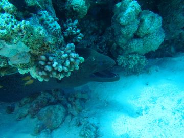 Plongée El Syoul El Kebeer, Hurghada - Égypte — photo 2