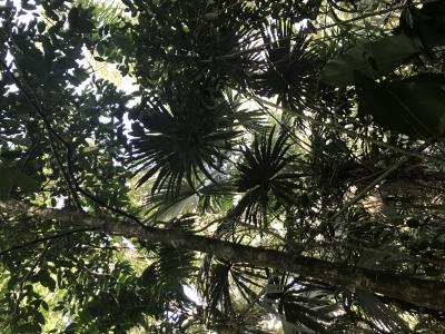 Journée 3 : à la découverte de la nature authentique, Limón - Costa Rica — photo 3