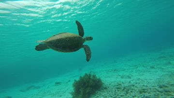 Plongée Andrea 2, Kralendijk - Bonaire — photo 5