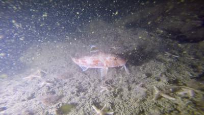 Plongée Lady Rosebery, Dunkerque - France — photo 2
