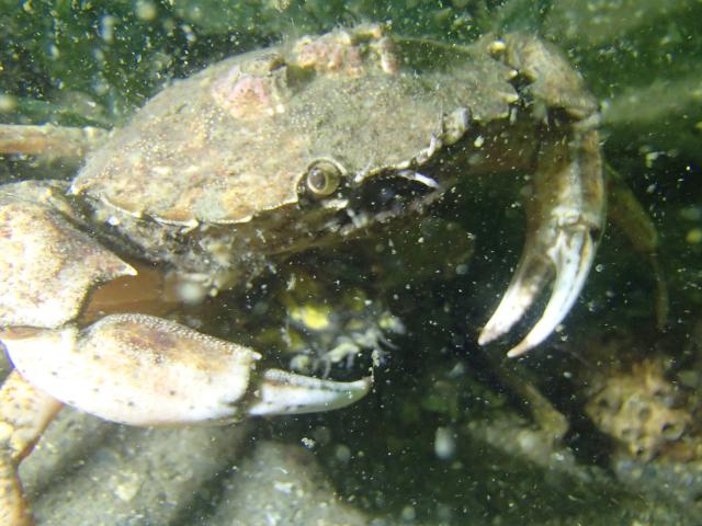 Plongée Schaarendijk, Scharendijke - Pays-Bas — photo 3