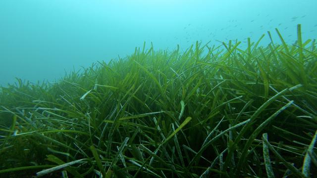 Plongée Le petit Sec, Cavalaire-sur-Mer - France — photo 2