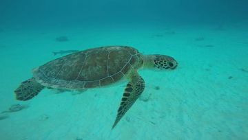 Plongée Salt Pier, Kralendijk - Bonaire — photo 2
