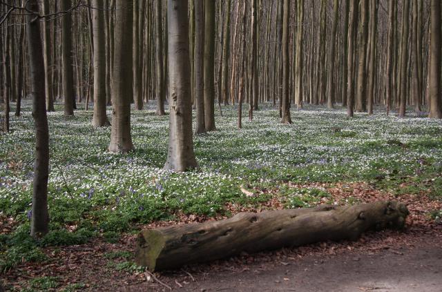 Floraison des jacinthes du Bois de Hal