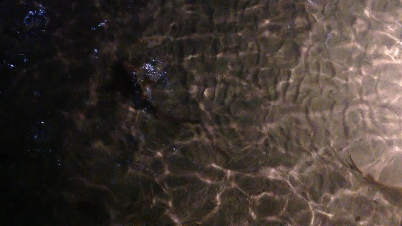 Soirée du 5 mai 2012 - balai de requins dans le lagon — vidéo 2