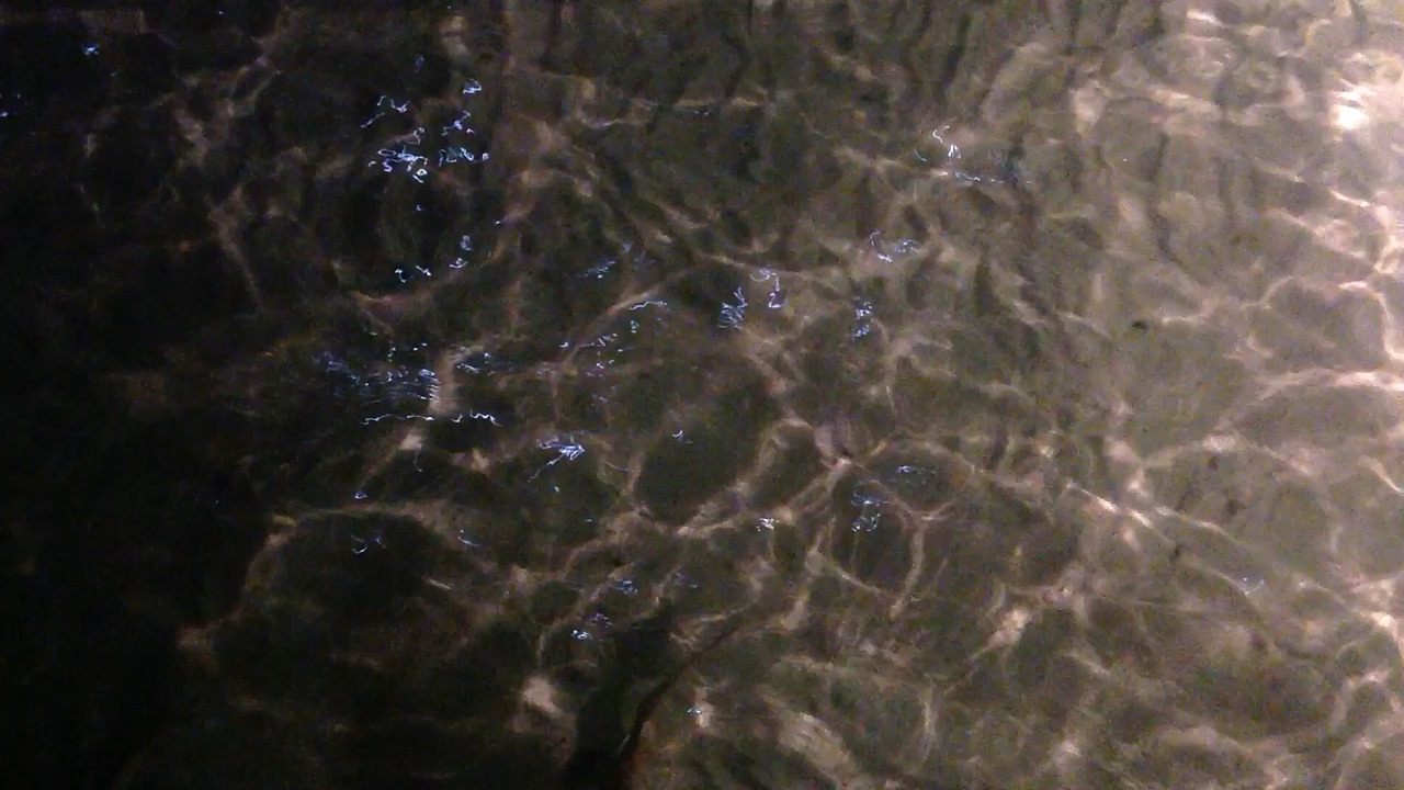 Soirée du 5 mai 2012 - balai de requins dans le lagon — vidéo 3