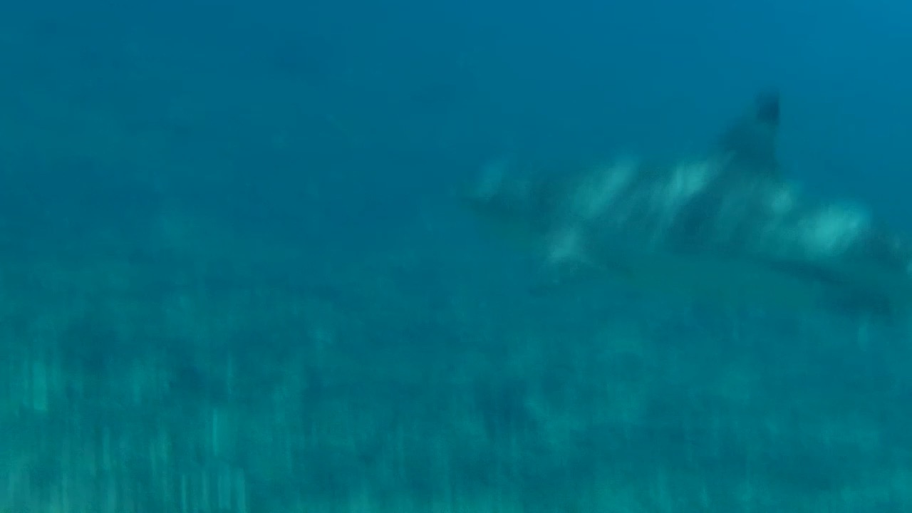 Petite vidéo du requin pour Zoreil... sans zoom