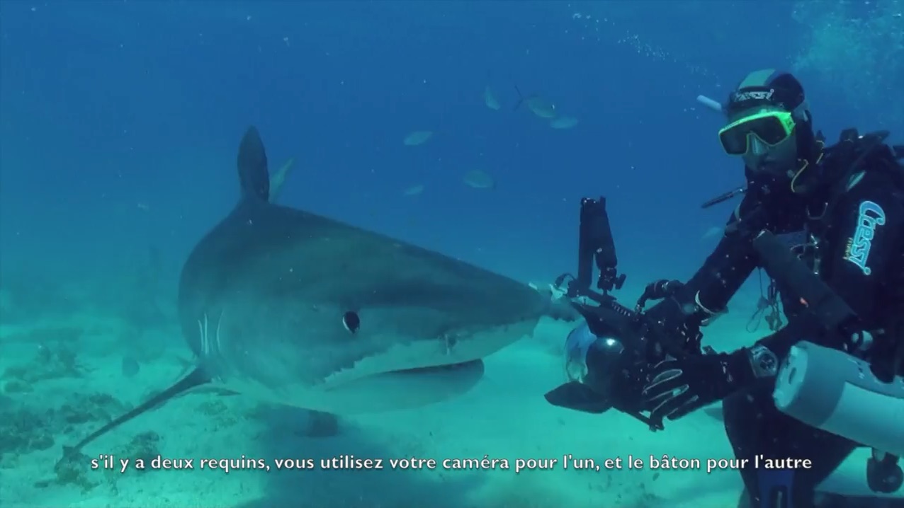 Objectif 2017 : le bal des requins en vrai ! — vidéo 2