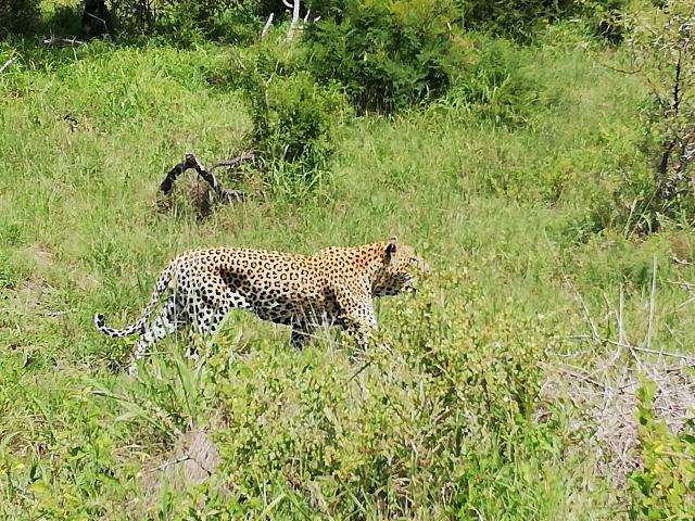 Safari en Afrique du Sud